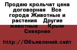 Продаю крольчат цена договорная - Все города Животные и растения » Другие животные   . Крым,Северная